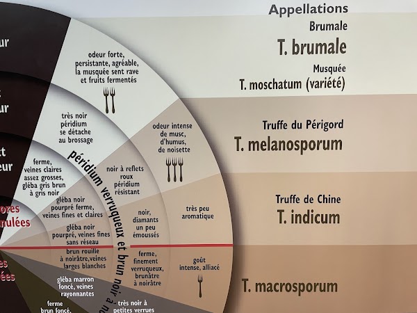 Écomusée de la Truffe - Photo 3 - Passeport Gourmand