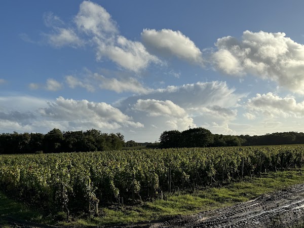 Vert Bordeaux – Excursions Durables - Photo 4 - Passeport Gourmand